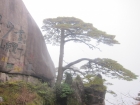 黃山迎客松