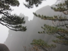 霧中黃山松