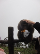 遊覽峨眉山